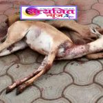 सावखेडा येथील श्री. भैरवनाथ बाबा मंदिर परिसरात कुत्र्यांच्या हल्ल्यात हरणाचा मृत्यू.